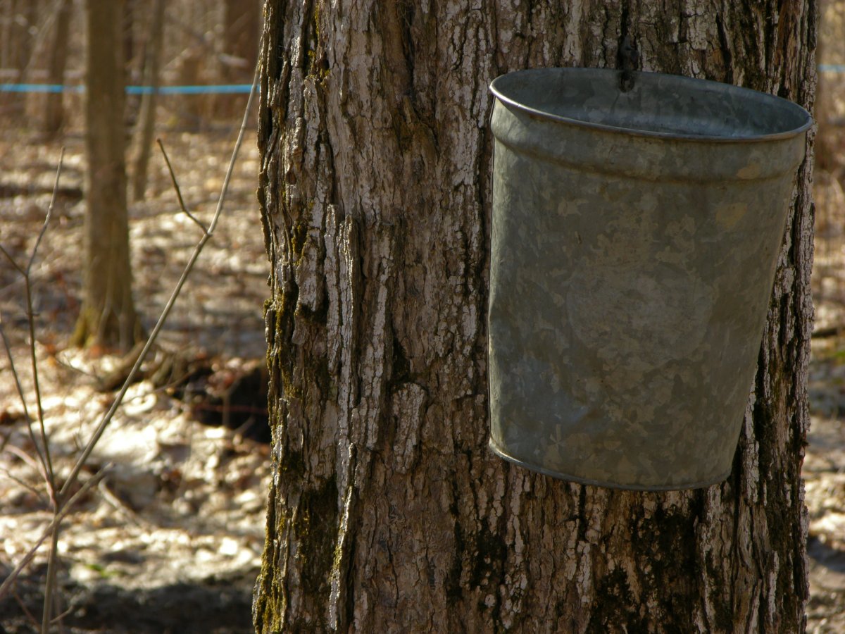 Buckets on Maple Trees collecting sweet sap