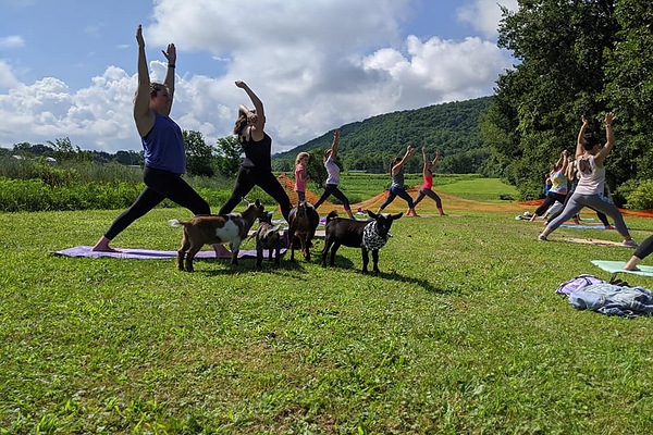 Goat Yoga