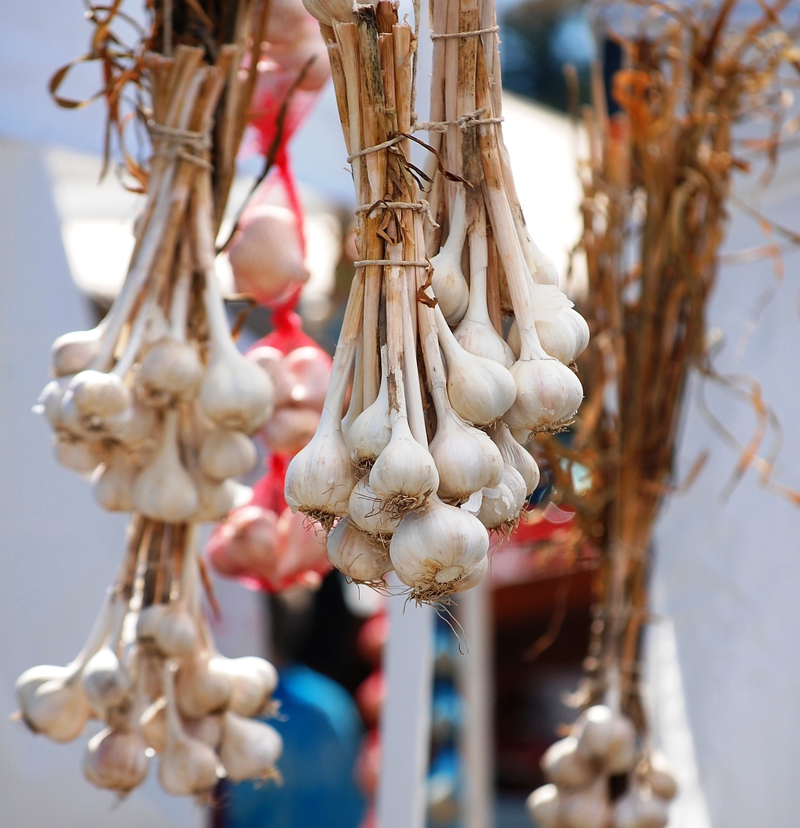 Garlic For Sale