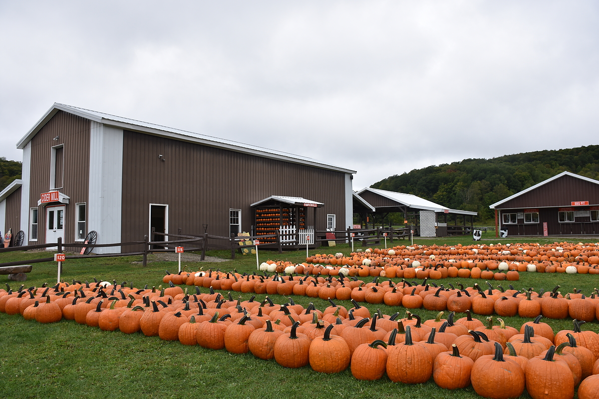 Pumpkinville pumpkins