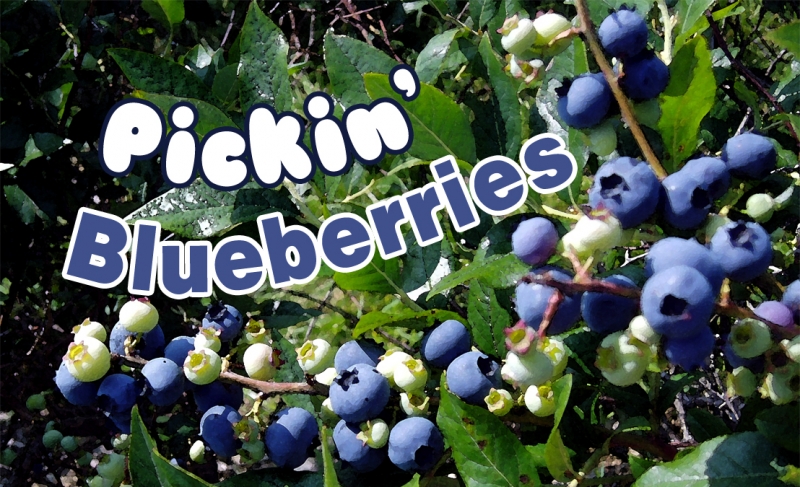 Picture of blueberries with the text Pickin' Blueberries