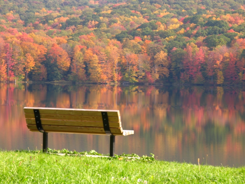 Picture of bench at Allegany State Park