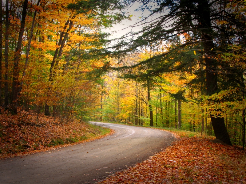 Allegany State Park Autumn photo by kuddlyteddybear2004 on Flickr
