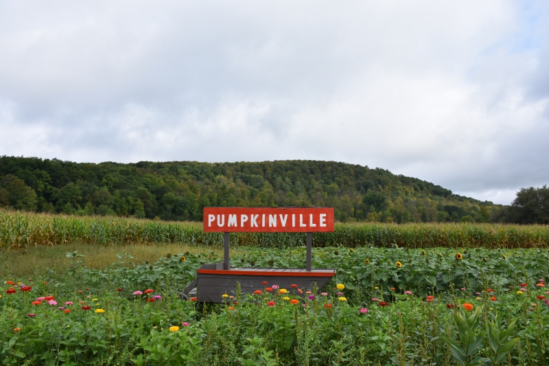 Fall Foliage of hill at Pumpkinville