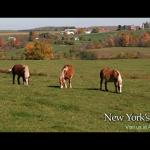 Preview of the Work Horses along the Amish Trail Wallpaper