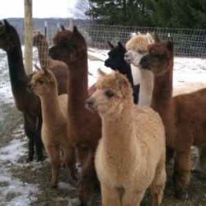 some of the alpacas you'll see