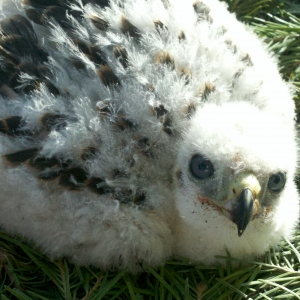 Baby Falcon 