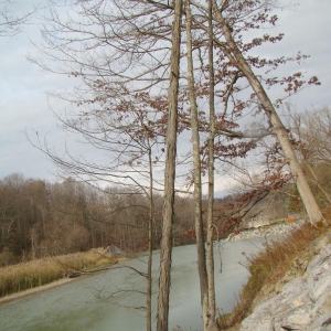 The bank along Cattaraugus Creek and Scoby Dam. Notice the leaning tree