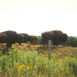 family of bison
