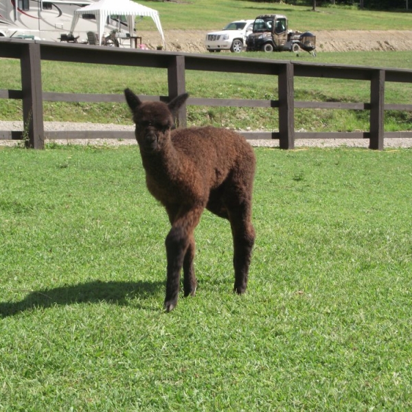 Baby Cria on the Farm 