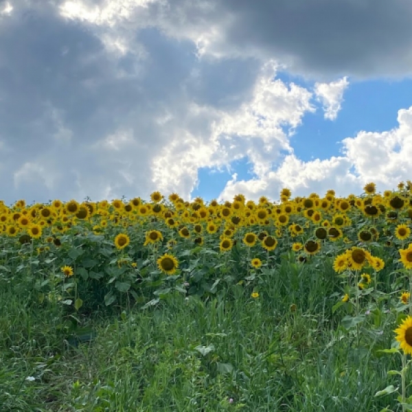 Photo of sunflower field at Songin Farms