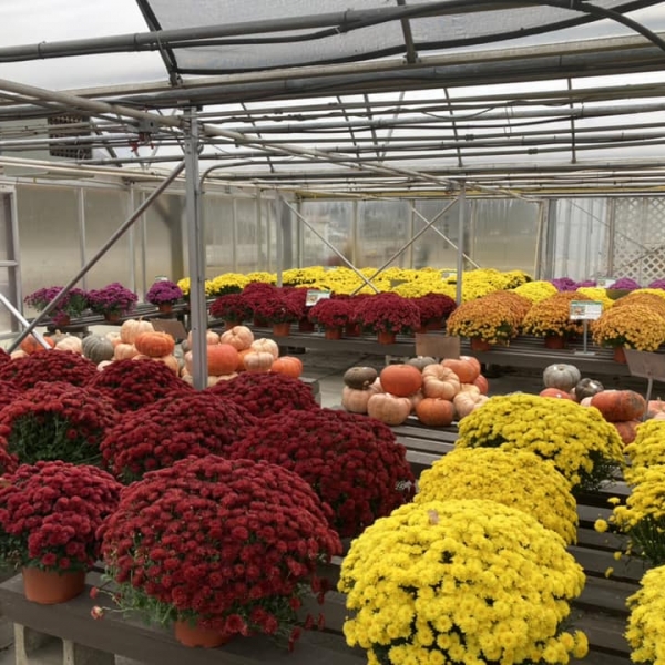 Photo of mums and pumpkins