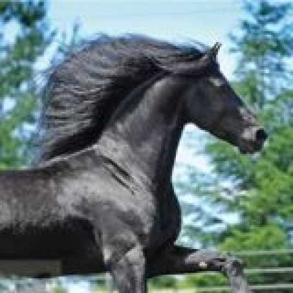 Friesian at Point Break Farm