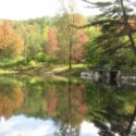 Fall in Allegany State Park