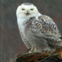 Snowy Owl photo from the CBS Sunday Morning Show