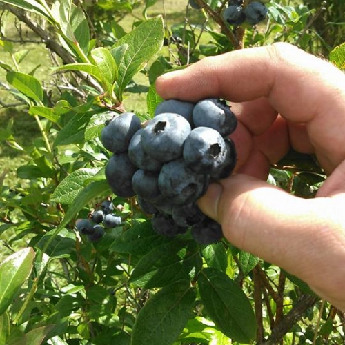 Photo of Blueberry Meadowsberries