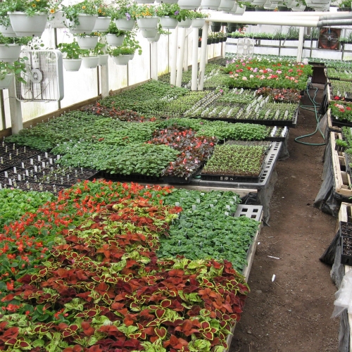 Photo of inside the greenhouse