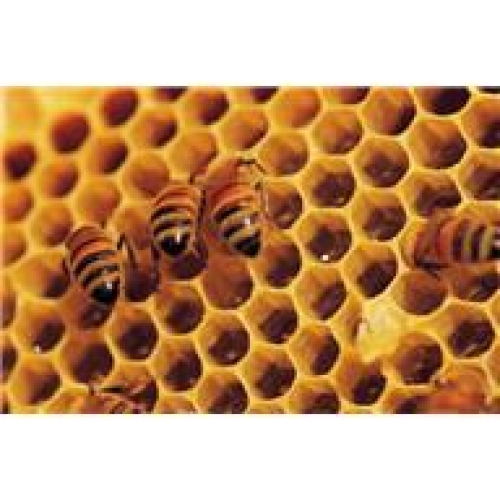 Photo of honeycomb