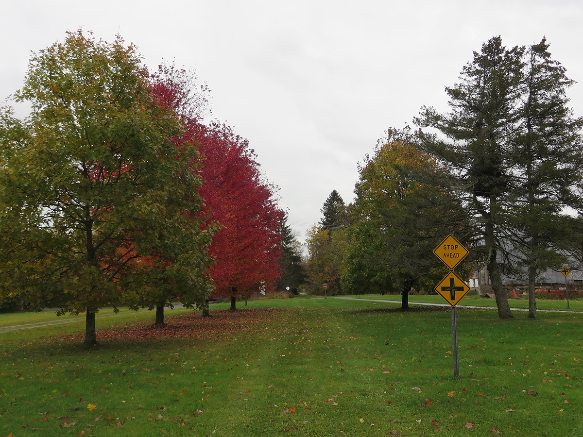 Cattaraugus County Fall Foliage 