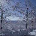 Sparkling Trees at Allegany State Park