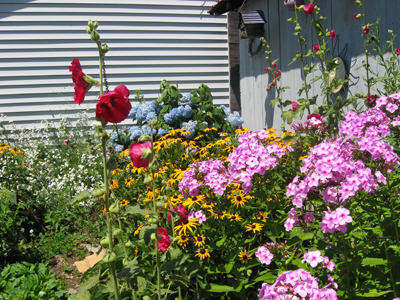 Part of the 2011 garden