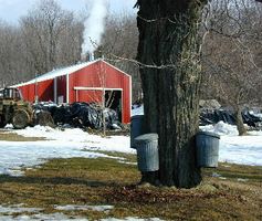 Cans on sap taps at Wright's Maple Farms